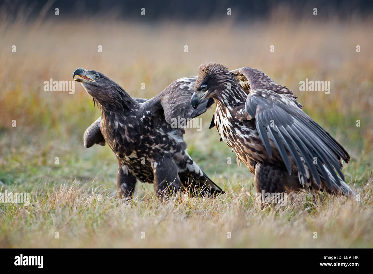À queue blanche (Haliaeetus albicilla), les jeunes oiseaux se battre, Pologne Banque D'Images