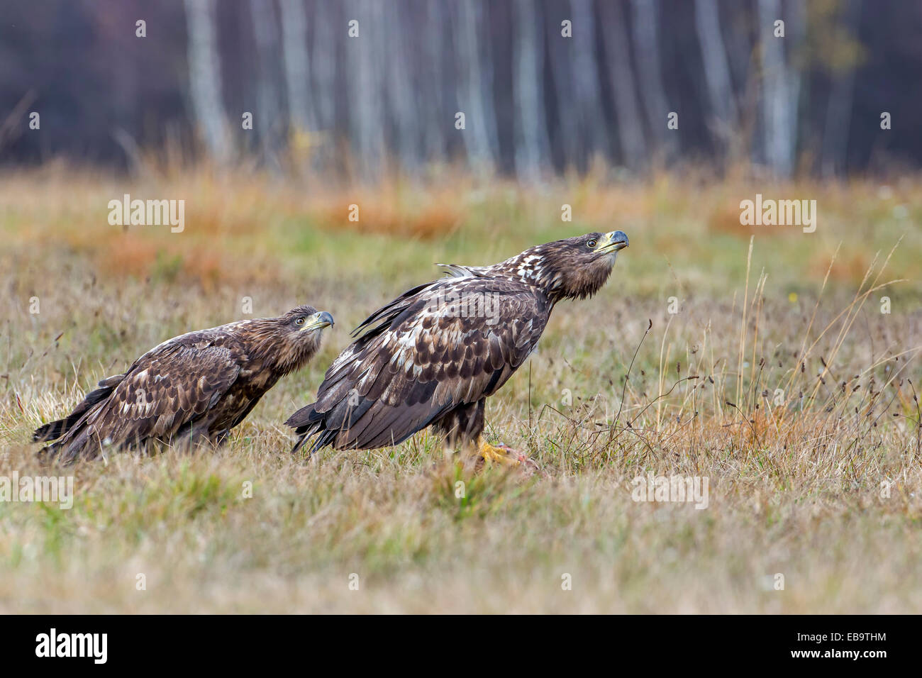 À queue blanche (Haliaeetus albicilla), les jeunes oiseaux, menaçant, Pologne Banque D'Images