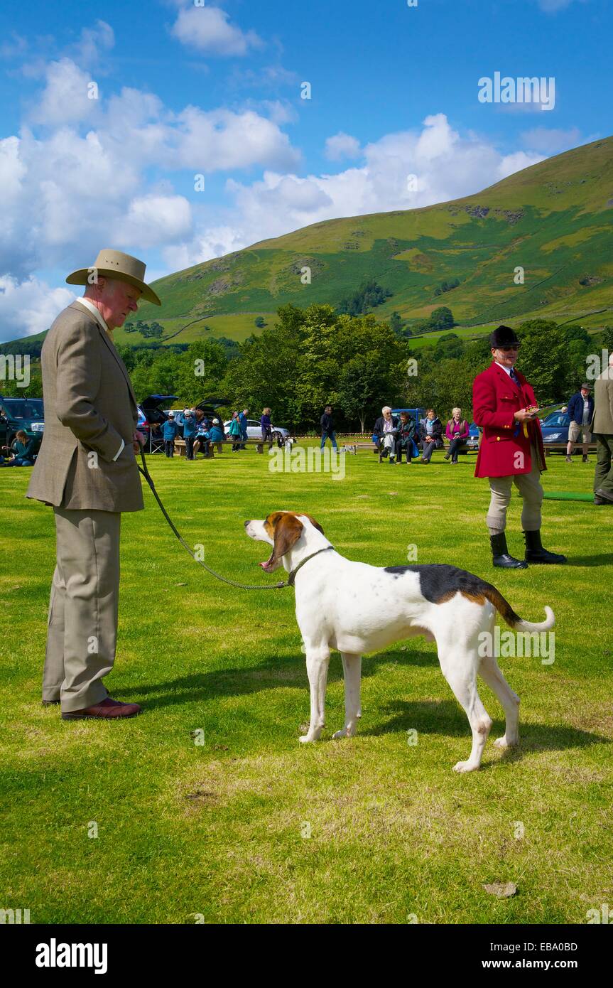 Foxhound montrant l'homme. Threlkeld Show, Threlkeld Keswick Cumbria Lake District Angleterre UK Banque D'Images