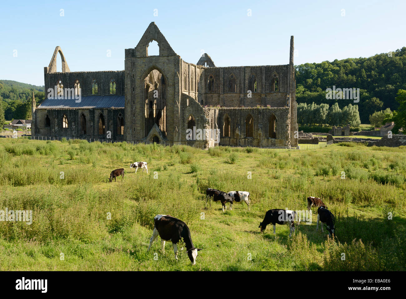 La ruine de l'abbaye de Tintern dans Monmouthshire, Wales. Banque D'Images