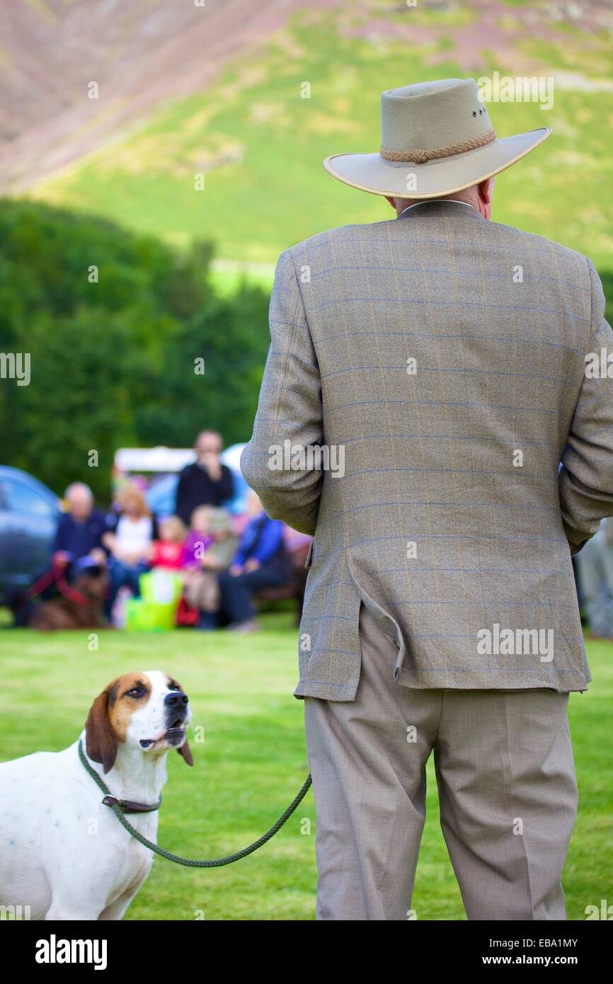 Foxhound montrant l'homme. Threlkeld Show, Threlkeld Keswick Cumbria Lake District Angleterre UK Banque D'Images