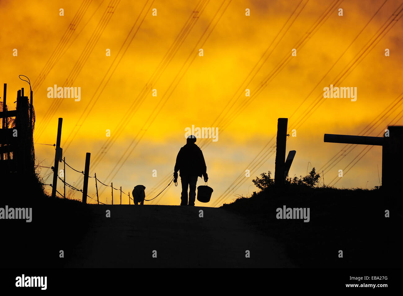 L'homme et le chien à marcher le long chemin, lumière du soir, silhouette, Singscheider Höhe, Essen-Kupferdreh, Rhénanie du Nord-Westphalie, Allemagne Banque D'Images