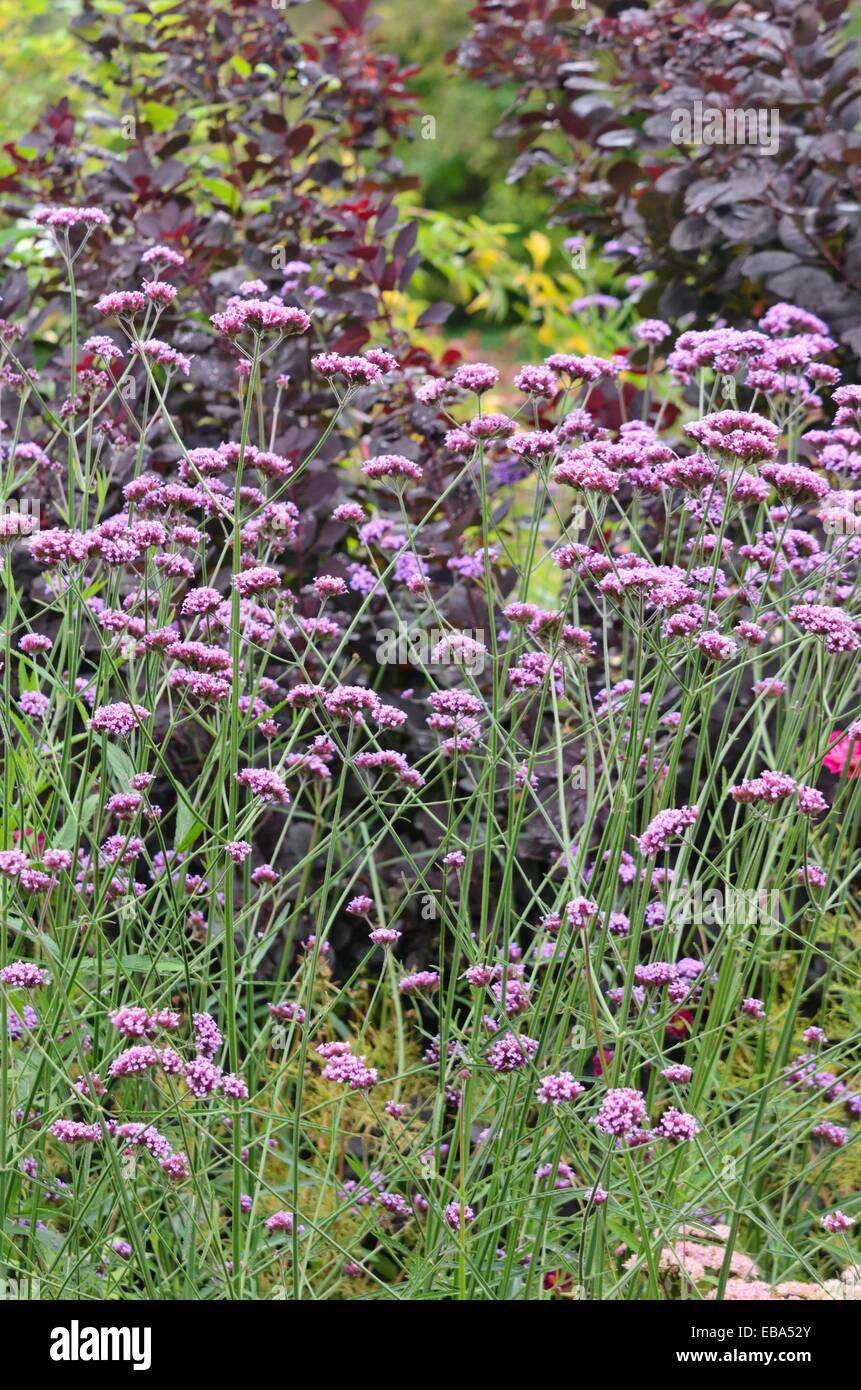 Purpletop verveine (Verbena bonariensis) Banque D'Images