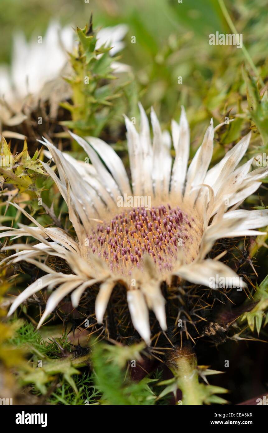 Carline acaule (carlina acaulis) Chardon Banque D'Images