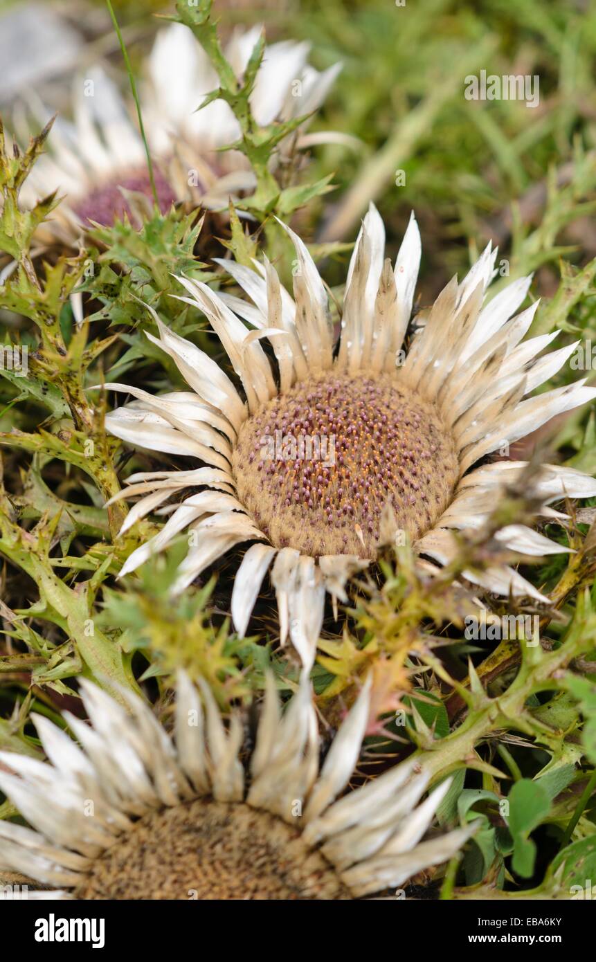 Carline acaule (carlina acaulis) Chardon Banque D'Images