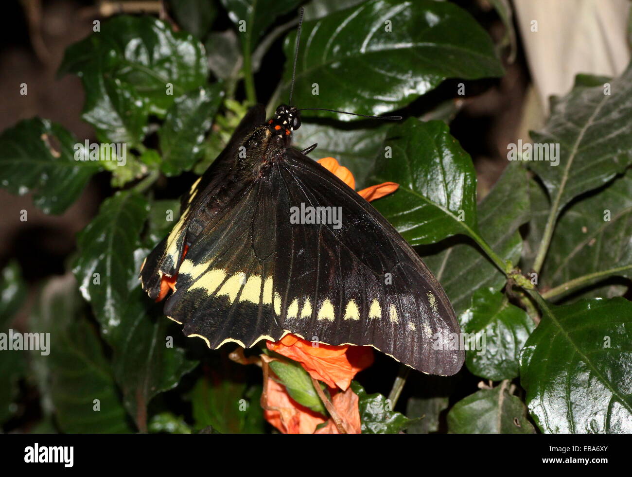 Rim or Swallowtail Butterfly (battus polydamas) Banque D'Images