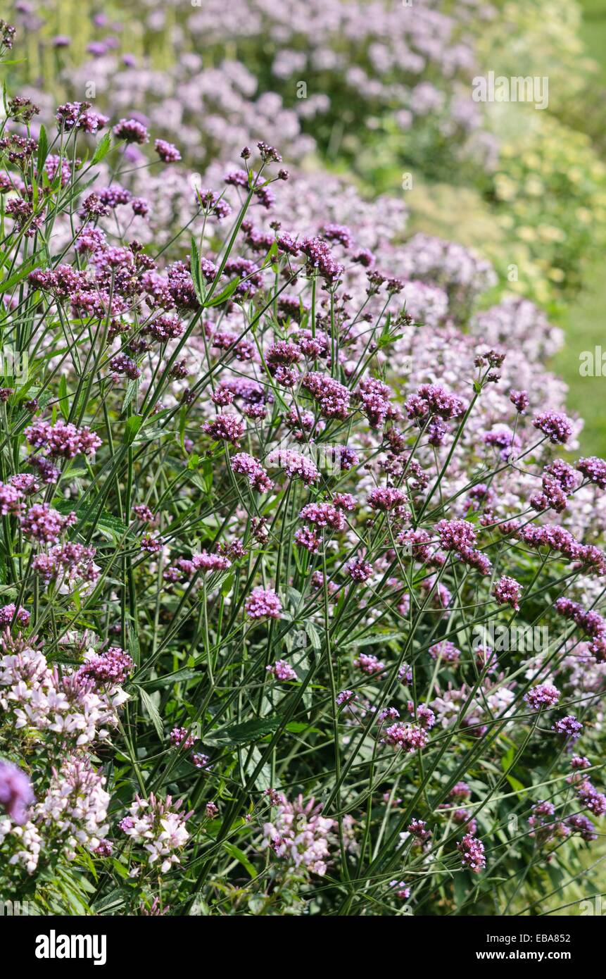 Purpletop verveine (Verbena bonariensis) et l'araignée la fleur (tarenaya hassleriana 'señorita rosalita' Cleome hassleriana syn. 'señorita rosalita') Banque D'Images
