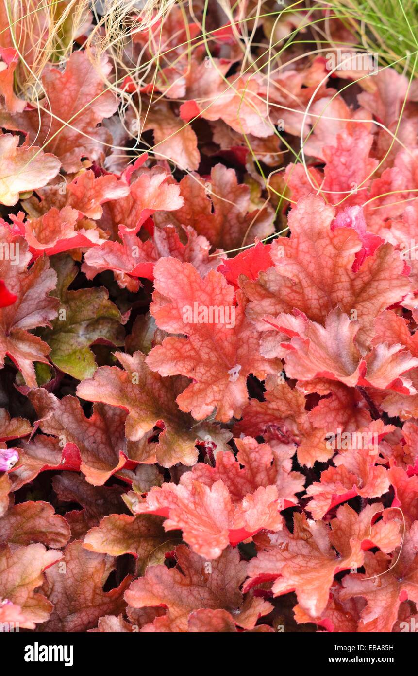 Suceur plat alumroot Heuchera micrantha 'Peach (flambe') Banque D'Images