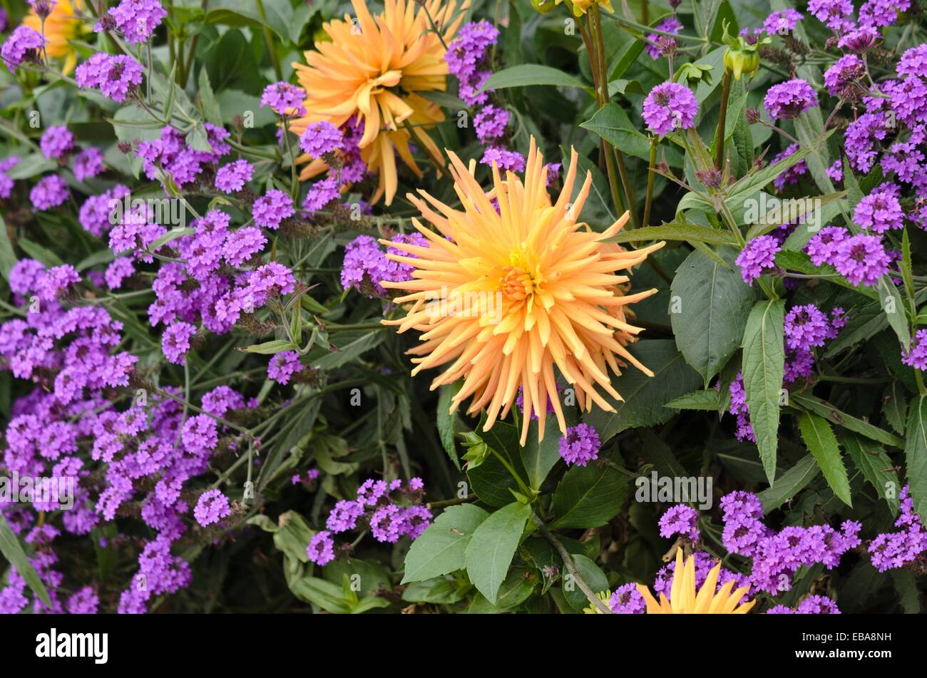 Verveine (Verbena rigida tubéreuse 'Santos') et le dahlia (Dahlia) Banque D'Images
