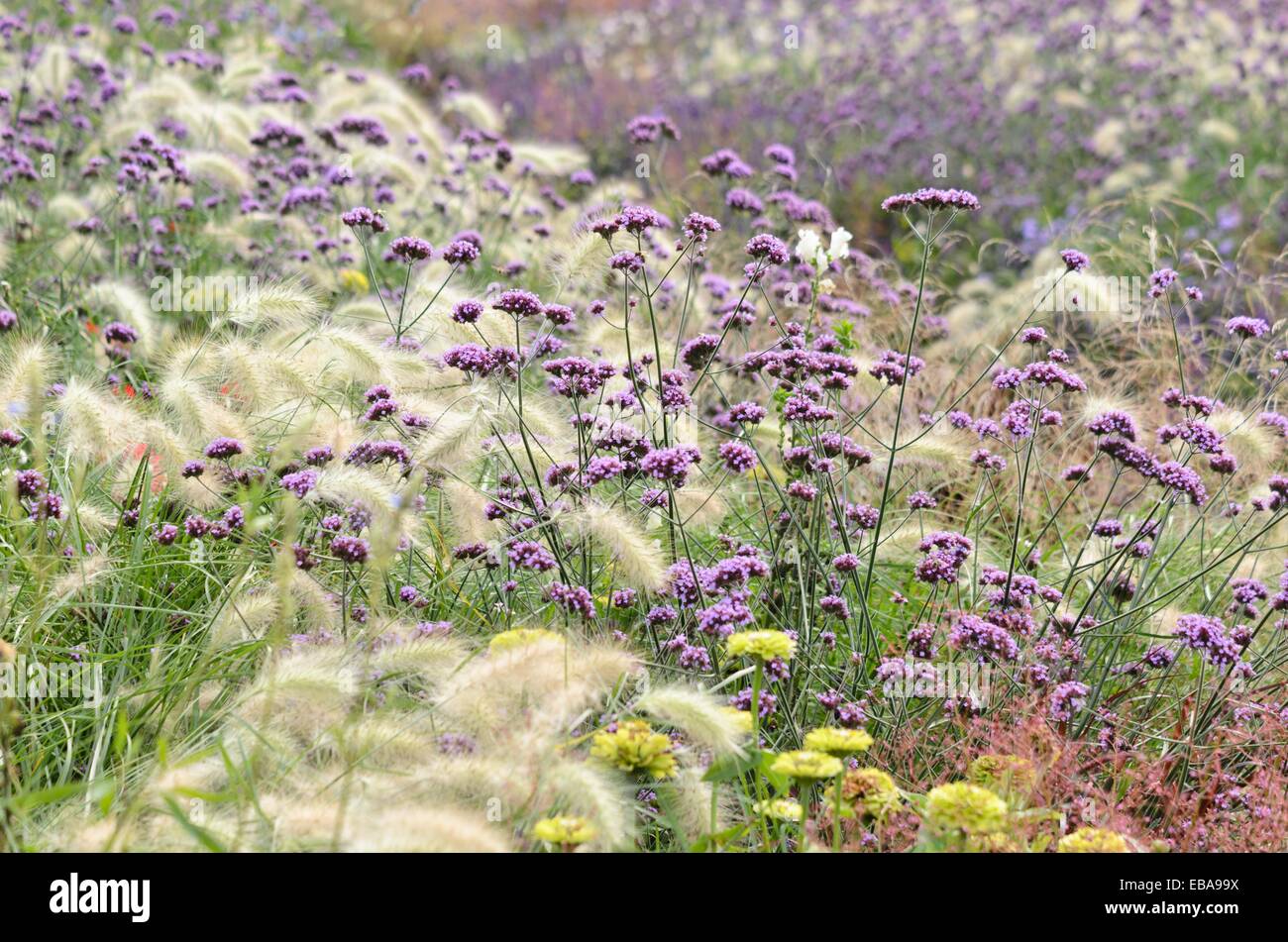 Actaeon (Pennisetum villosum herbe) et purpletop verveine (Verbena bonariensis) Banque D'Images