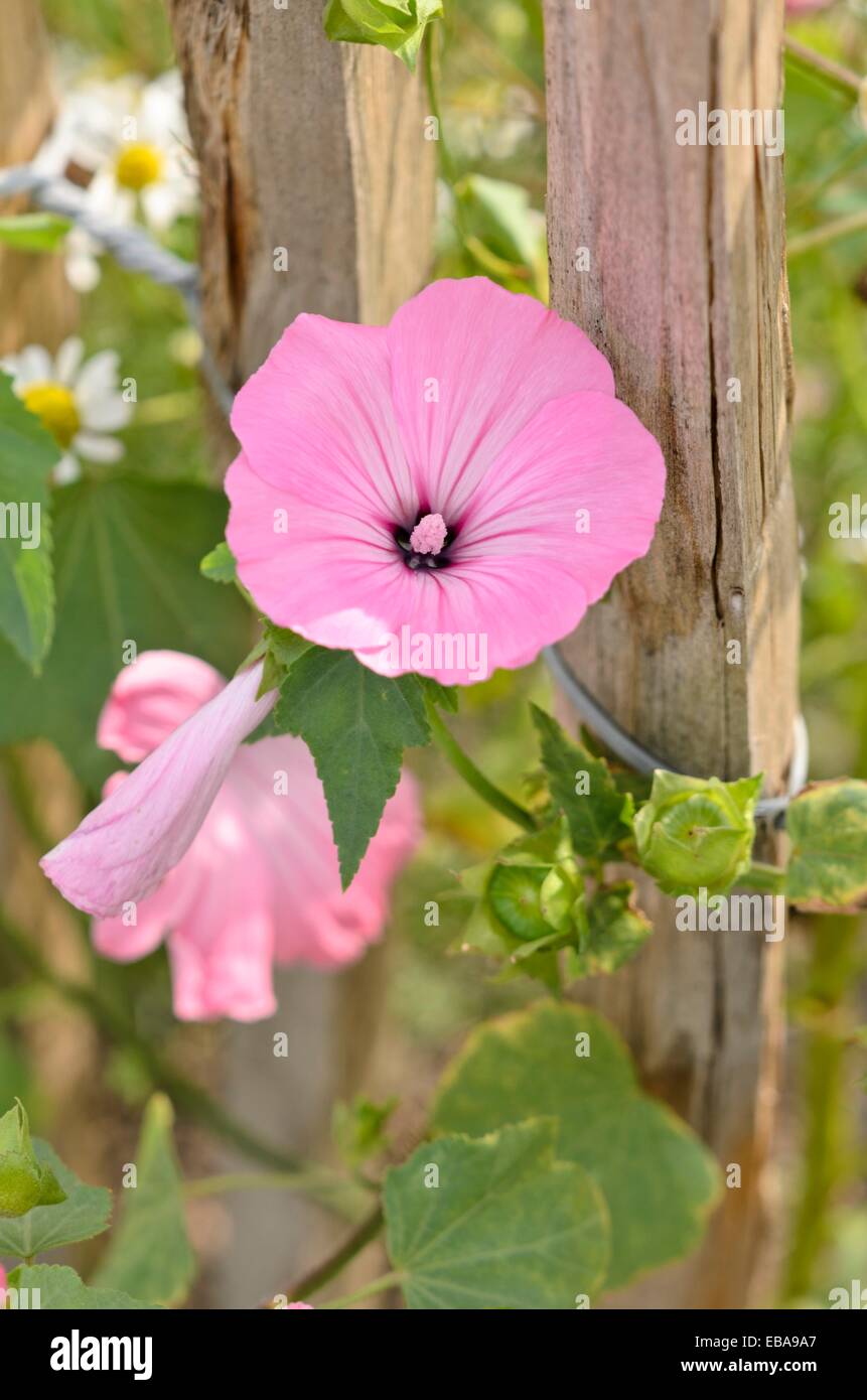 Arbre généalogique annuelles Lavatera trimestris (mauve) Banque D'Images