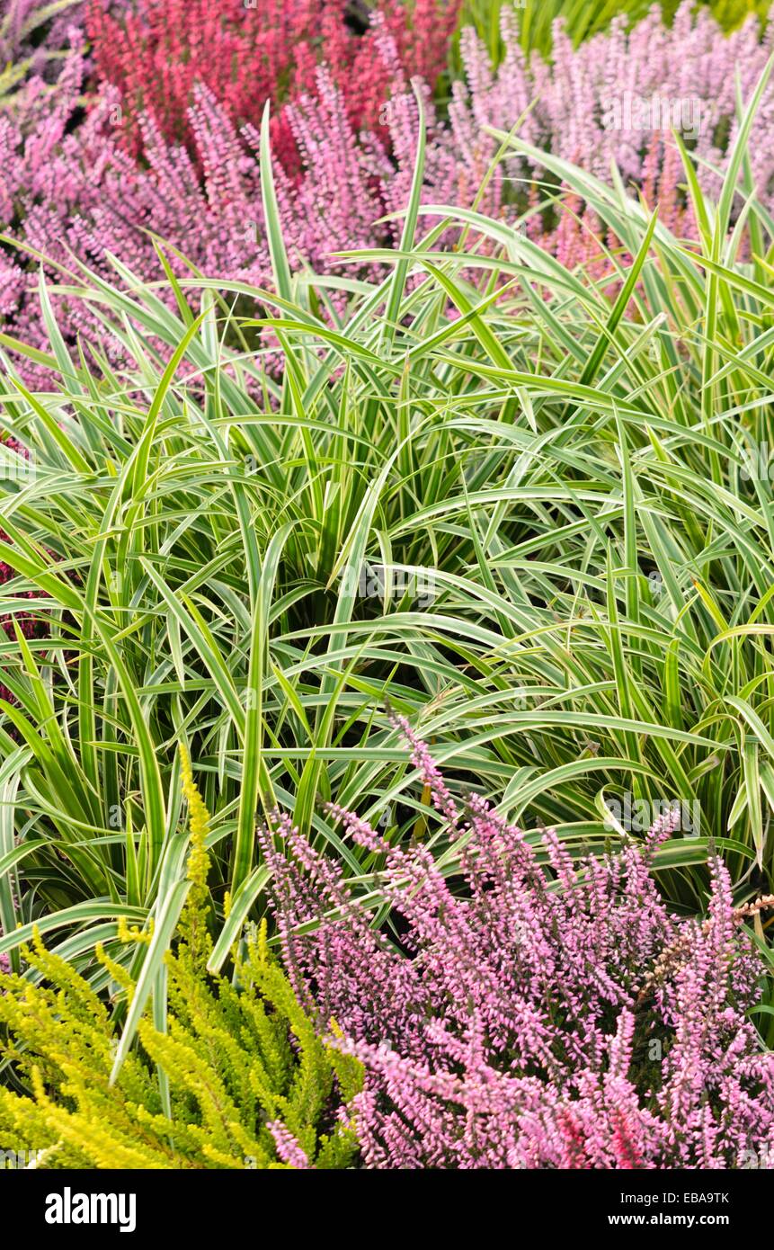 Morrow's (carex morrowii 'ice dance') et bruyère commune (Calluna vulgaris) Banque D'Images