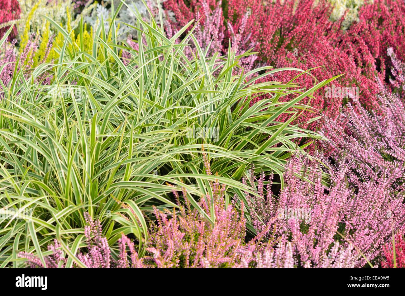 Morrow's (carex morrowii 'ice dance') et bruyère commune (Calluna vulgaris) Banque D'Images