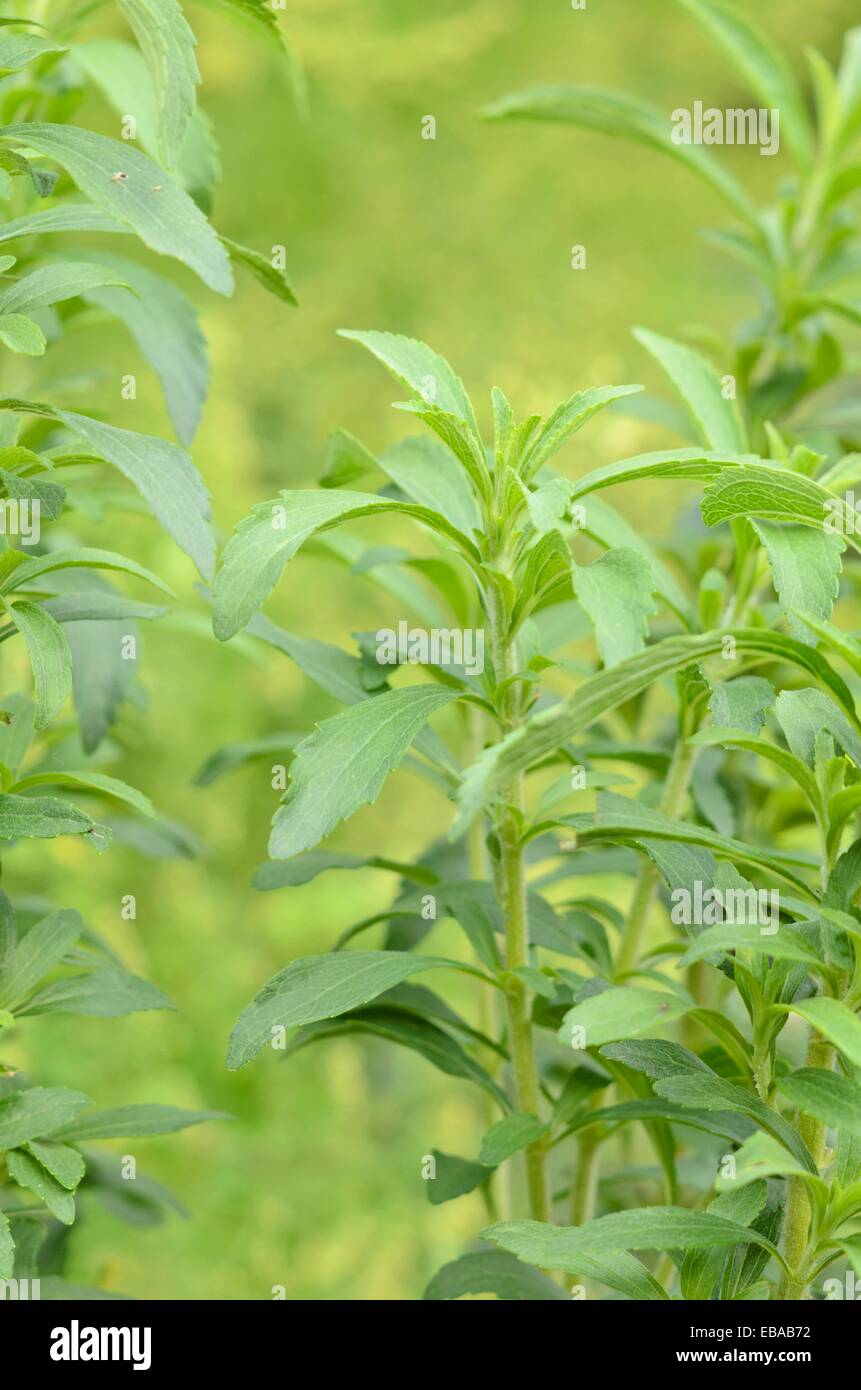 Sweet Leaf du Paraguay (Stevia rebaudiana) Banque D'Images