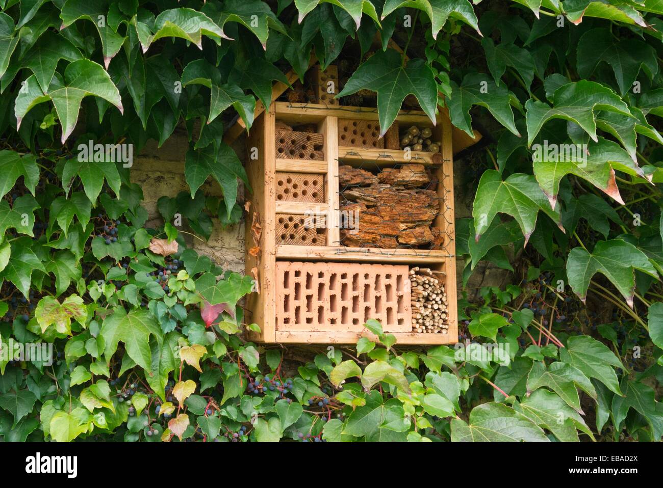 Réducteur du Parthenocissus tricuspidata (japonais) avec insect house Banque D'Images
