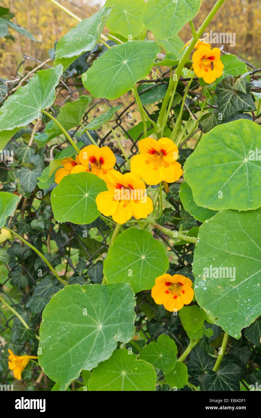 Capucine (Tropaeolum majus) lors d'une clôture de jardin Banque D'Images