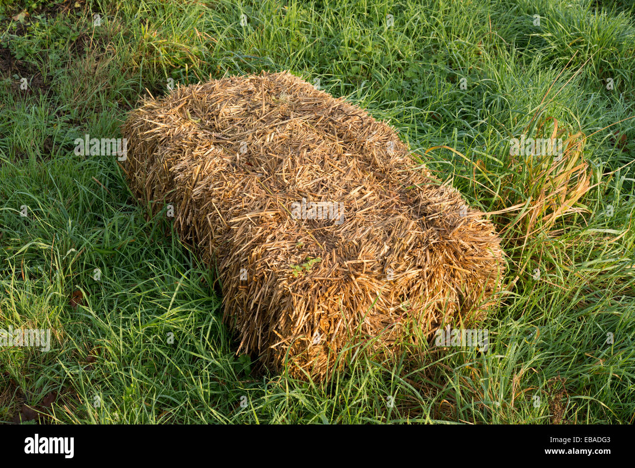 Vieille botte de paille dans un champ. Banque D'Images