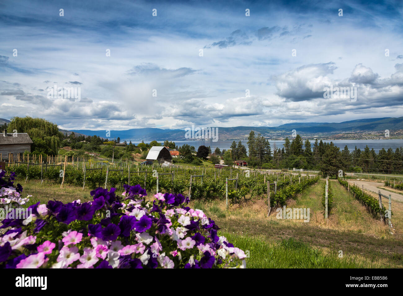 Summerhill Pyramid Winery, Kelowna, Okanagan Lake, British Columbia, Canada, Amérique du Nord. Banque D'Images