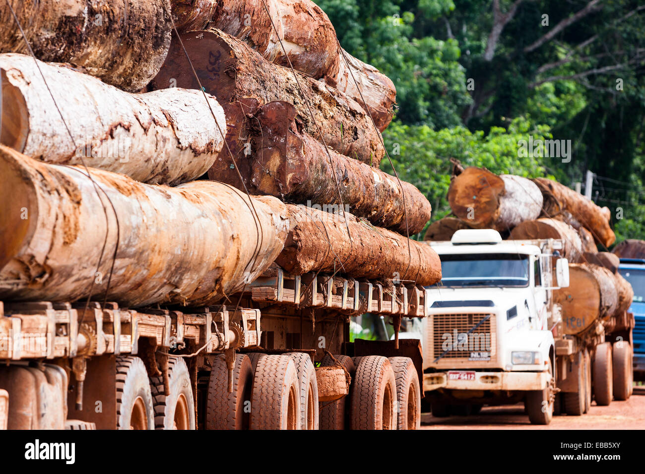 Brésil Amazon Rainforest grumier transporte du bois Banque D'Images