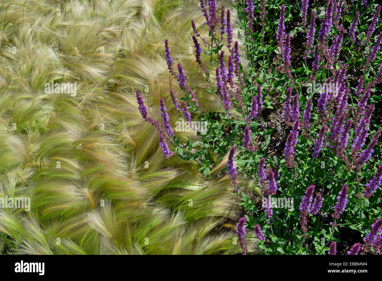 Close up of grass décoratifs et Salvia utilisée dans une bordure de jardin Banque D'Images