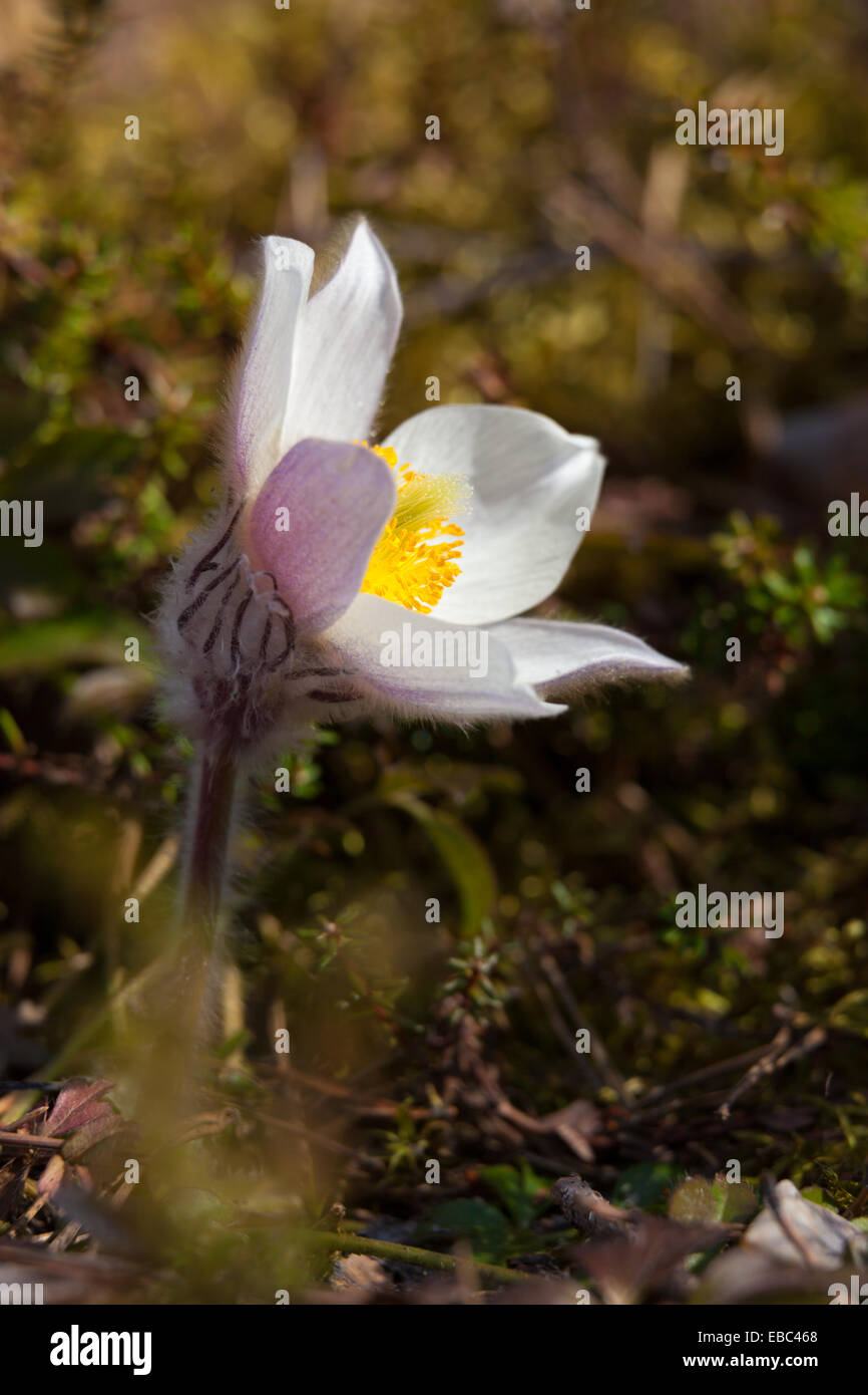 Printemps pasqueflower Banque D'Images