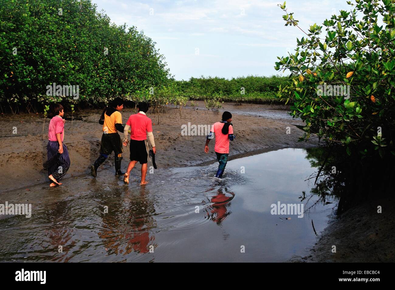 Les ramasseurs de coquillages noir - mangroves dans PUERTO PIZARRO . Ministère de Tumbes .PÉROU Banque D'Images