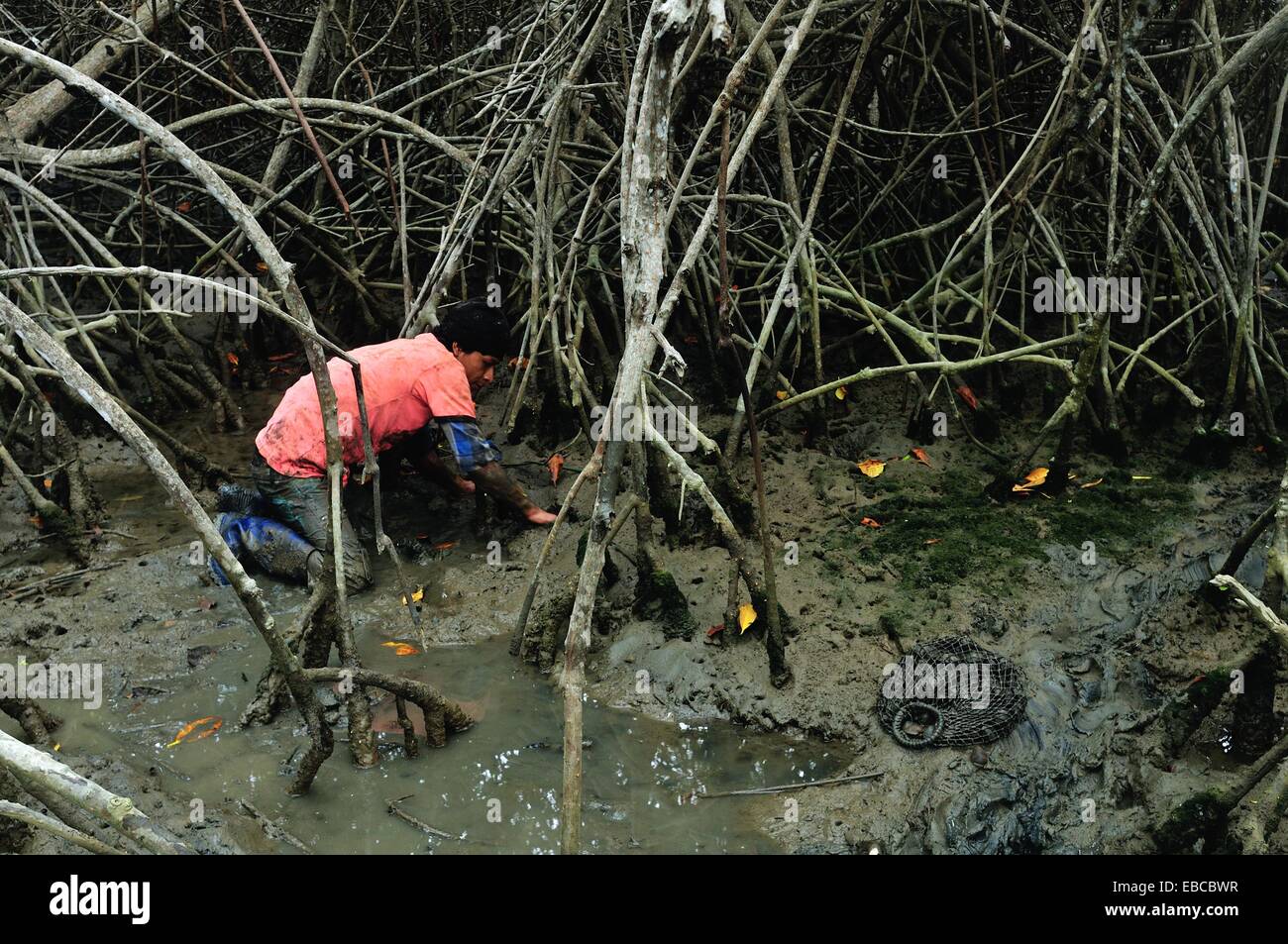 Les ramasseurs de coquillages noir - mangroves dans PUERTO PIZARRO . Ministère de Tumbes .PÉROU Banque D'Images