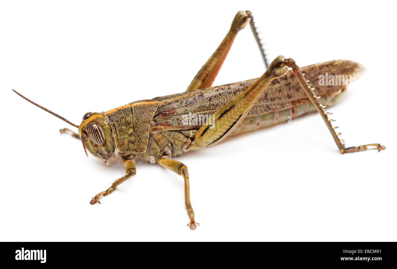 Locust isolé sur fond blanc. Vue de côté, la macro. Banque D'Images