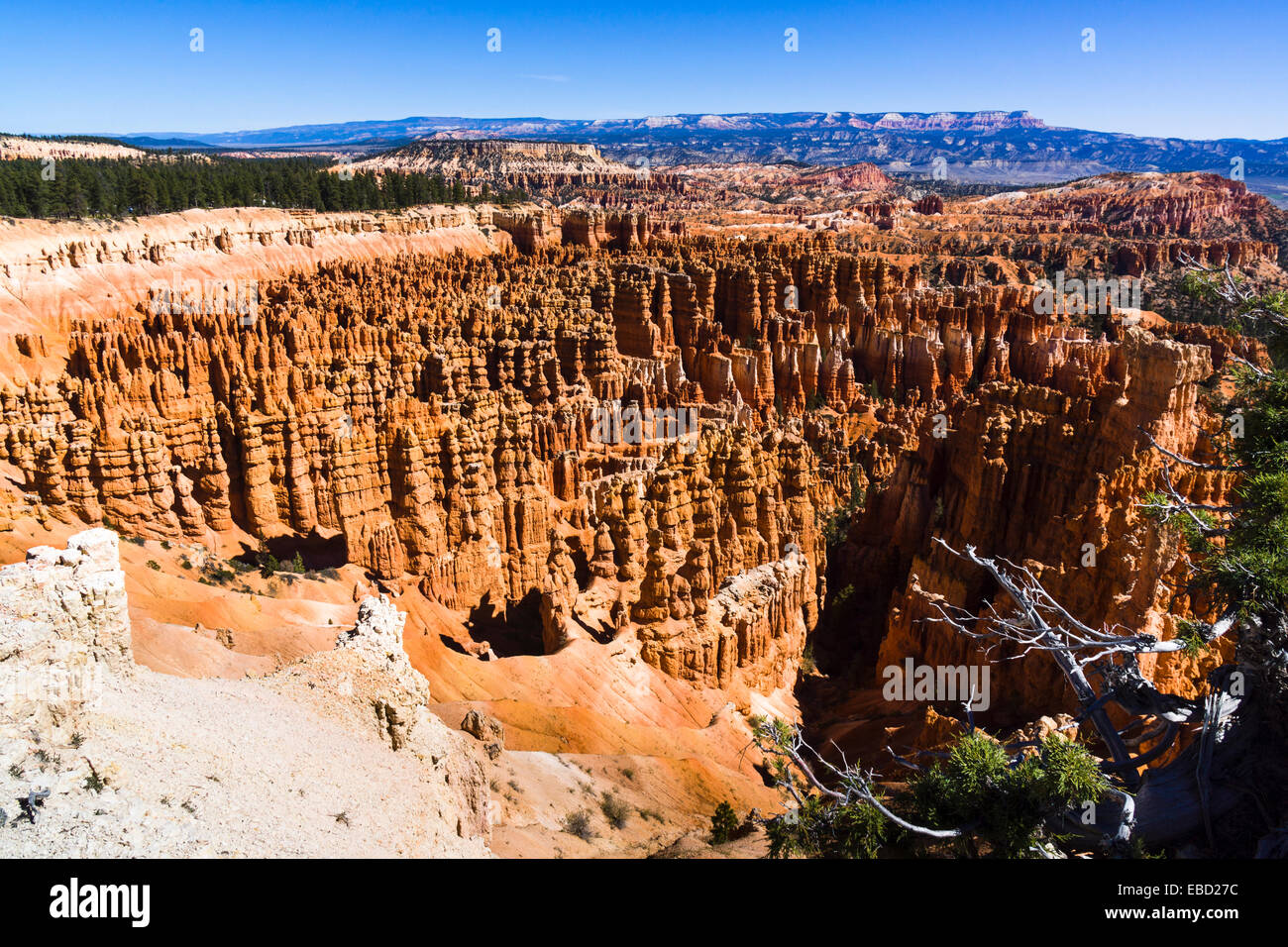 Bryce Amphitheater. Bryce Canyon National Park, Utah, USA. Banque D'Images