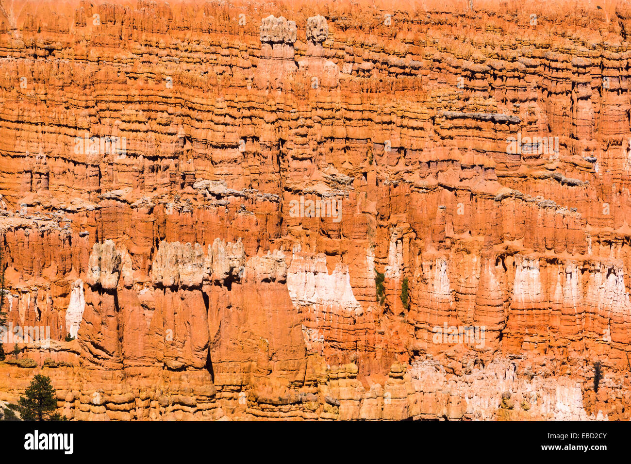Hoodoos. Bryce Canyon National Park, Utah, USA. Banque D'Images