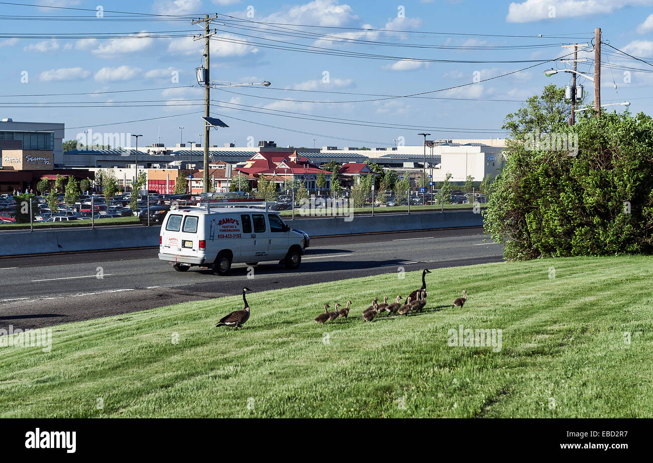 Les bernaches du Canada et gosslings sur une île d'herbe le long d'une route très fréquentée. Banque D'Images Les bernaches du Canada et gosslings sur une île d'herbe le long d'une route très fréquentée. Banque D'Images