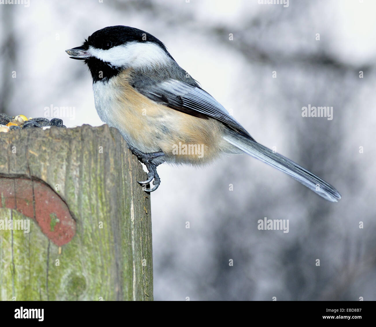 Une mésange à tête perchée sur un poteau. Banque D'Images