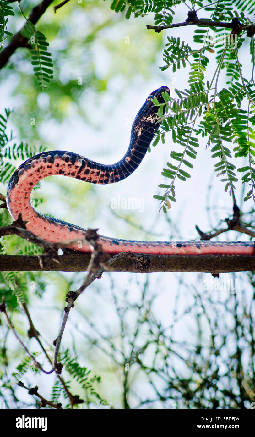 Serpent slithers Coachwhip par un arbre. Banque D'Images