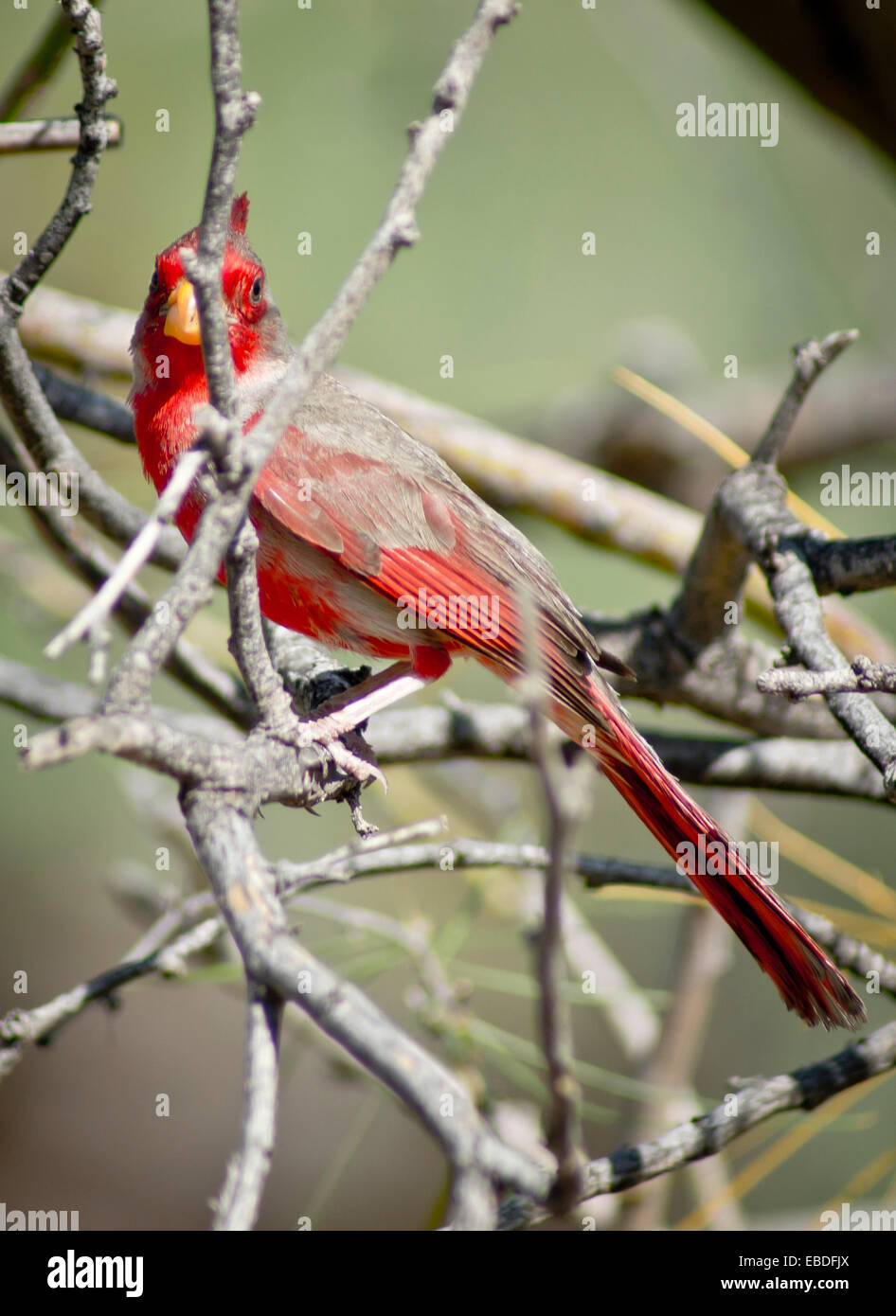 Une femelle oiseau Pyrrhuloxia se cache derrière les branches d'un arbre. Banque D'Images