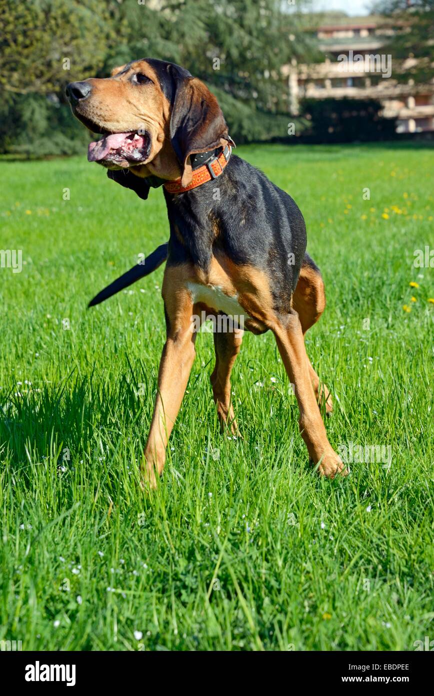 Heureux chien sans laisse dans un parc portrait de pure race de chien Bruno  du Jura de longues oreilles Photo Stock - Alamy