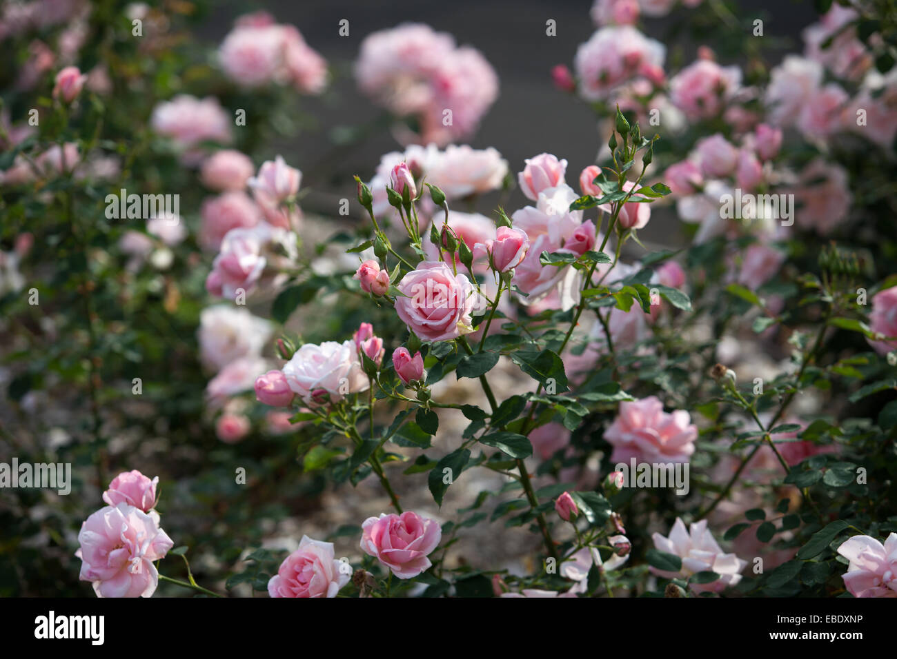 Purple Rose bush Banque D'Images