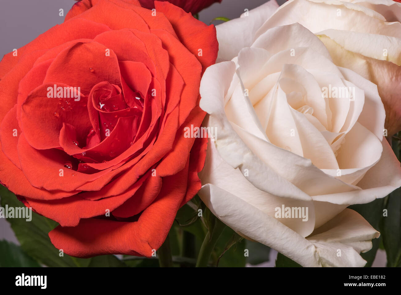 Deux roses en gouttes de rosée, rouge et blanc Banque D'Images