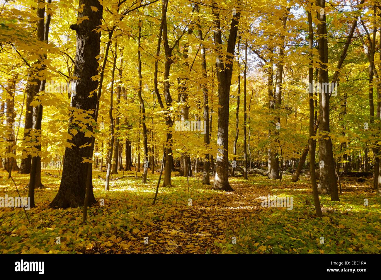 L'automne dans un chêne de la forêt d'érable. Thatcher Woods Forest Preserve, le comté de Cook, en Illinois. Banque D'Images