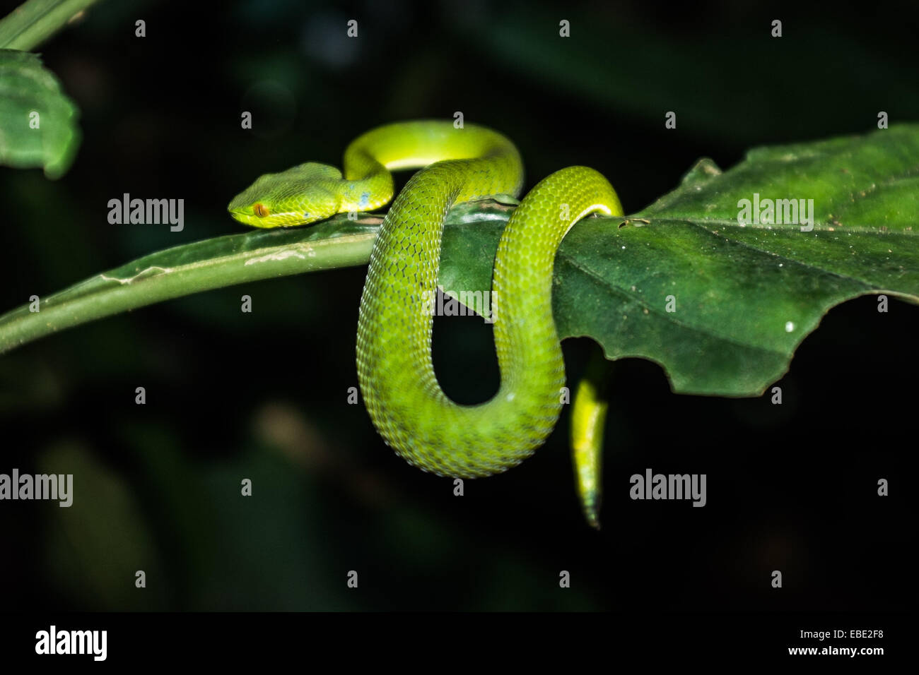 Un arbre vert viper sur jungle trek Banque D'Images