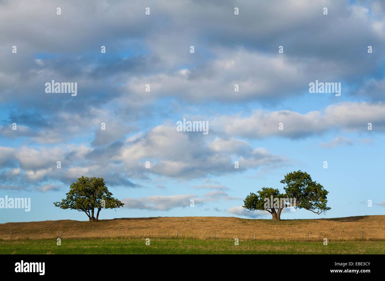 Deux arbres et nuages dans la région de Durham, en Ontario, Canada. Banque D'Images