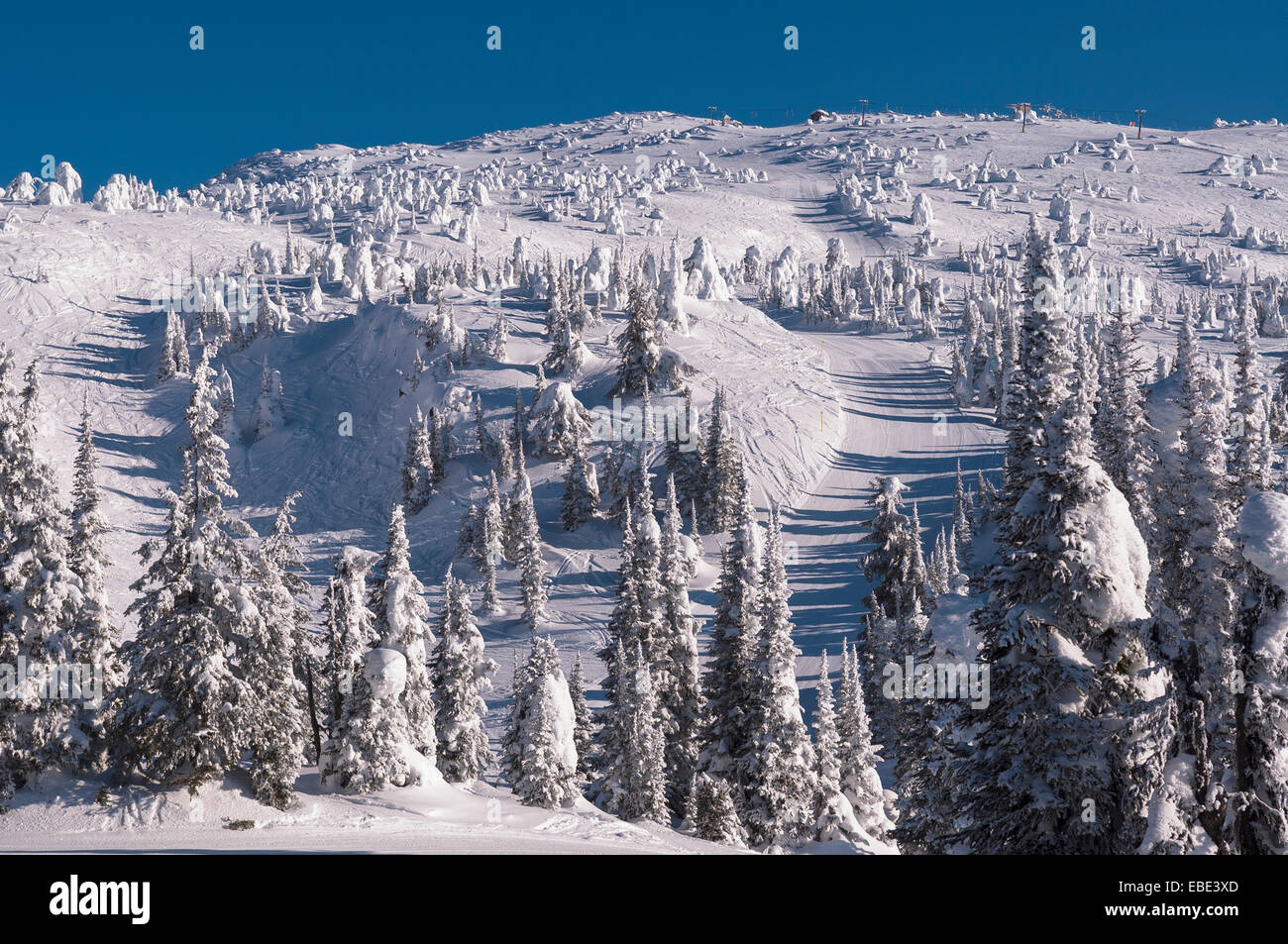 Arbres couverts de neige, Big White Mountain, Kelowna, Colombie-Britannique, Canada Banque D'Images