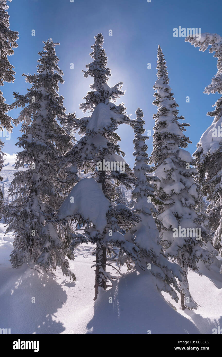 Close-up of snow couverte d'arbres à feuilles persistantes, Big White Mountain, Kelowna, Colombie-Britannique, Canada Banque D'Images