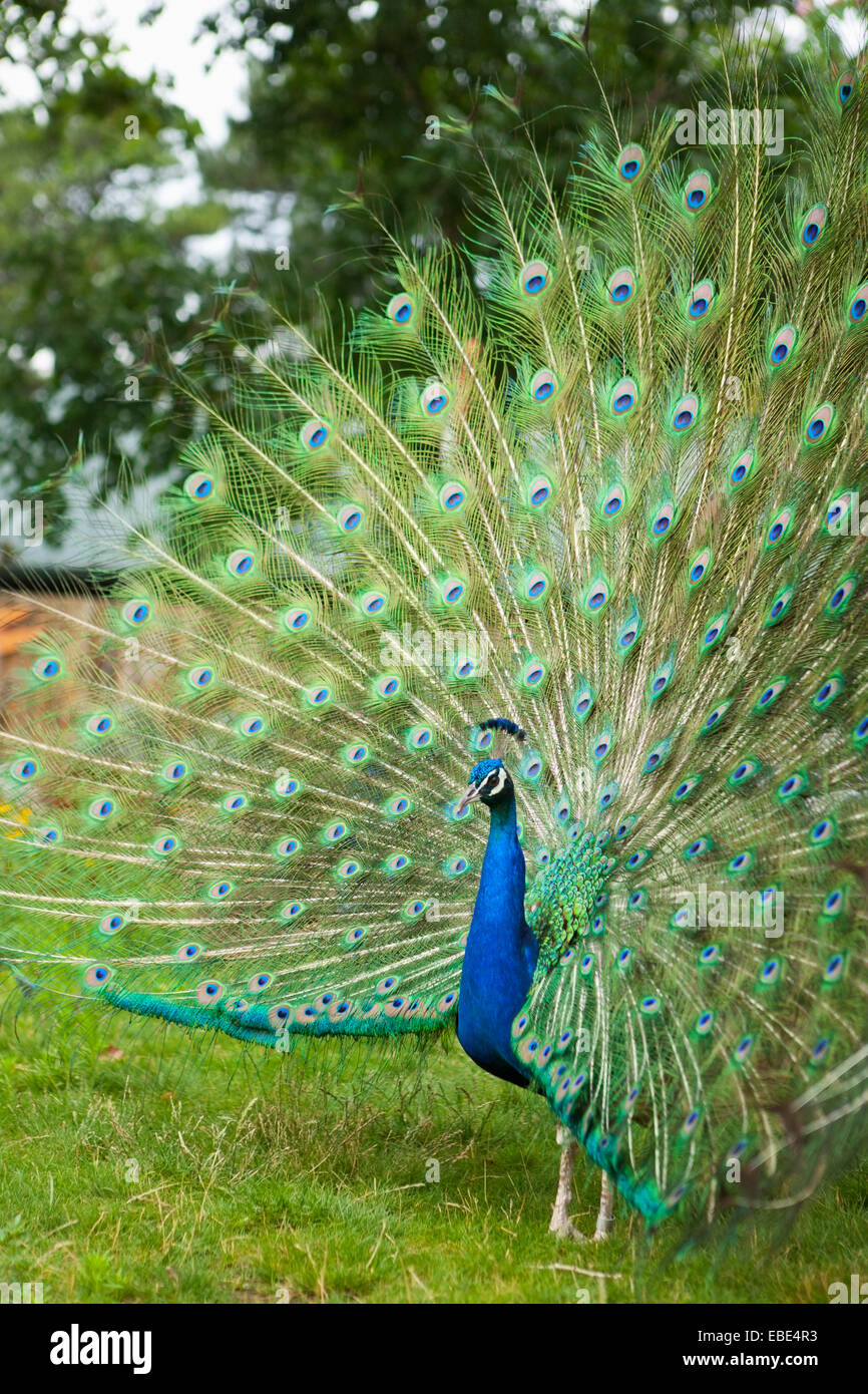 Paon indien Plumage Afficher Banque D'Images