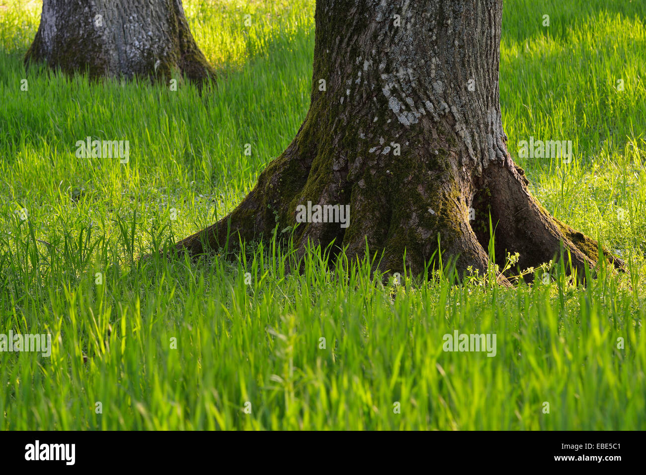 Oak Tree Trunk dans le pré au printemps, Crailsheim, Baden Wurtemberg, Allemagne Banque D'Images
