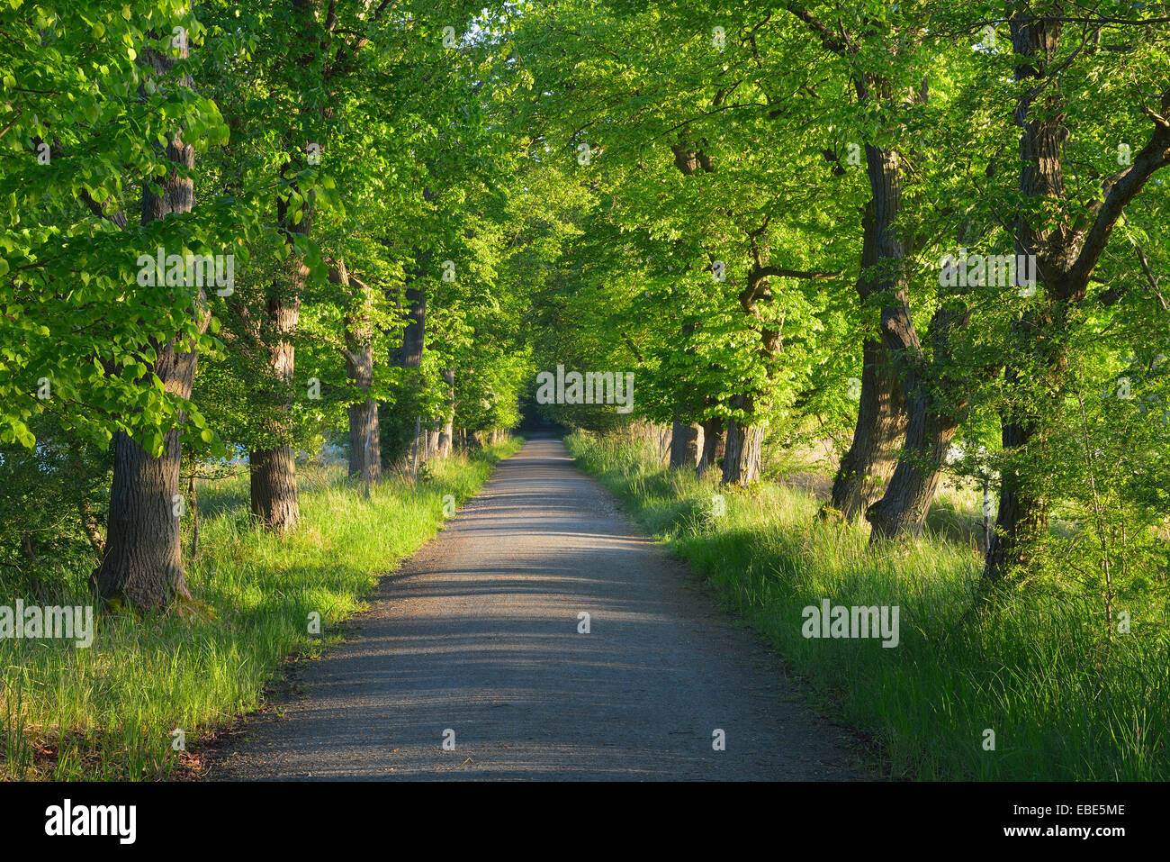 Chestnut avenue bordée d'arbres dans la réserve naturelle, Moenchbruch, Moerfelden-Walldorf, Hesse, Germany, Europe Banque D'Images