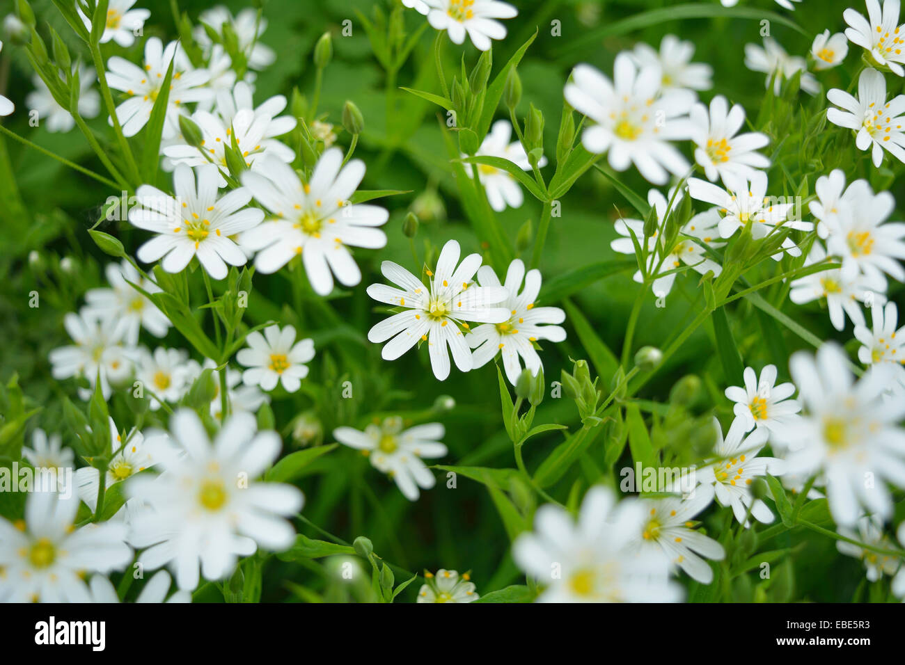Close-up de la stellaire moyenne fleur au printemps, District de Vogelsberg, Hesse, Allemagne Banque D'Images