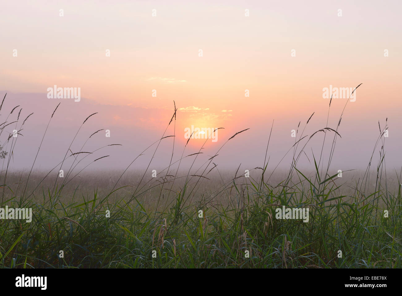 Close-up de brins d'herbe sur misty matin au lever du soleil dans la réserve naturelle, Moenchbruch, Moerfelden-Walldorf, Hesse, Germany, Europe Banque D'Images
