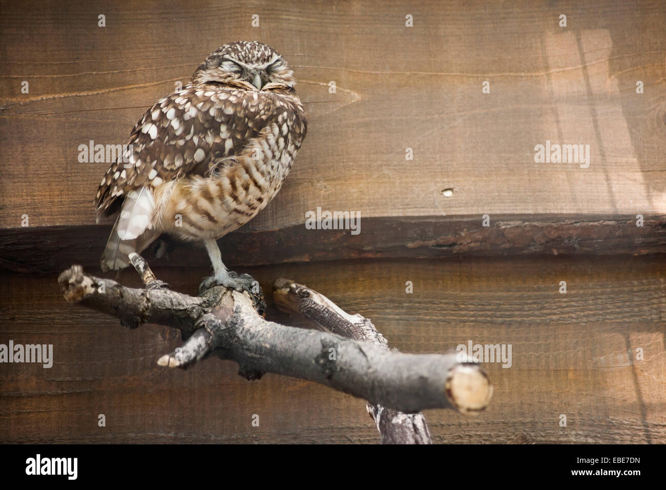 Chevêche des terriers (Athene cunicularia) dormir sur branche, Tracy Aviary, Salt Lake City, Utah, USA Banque D'Images