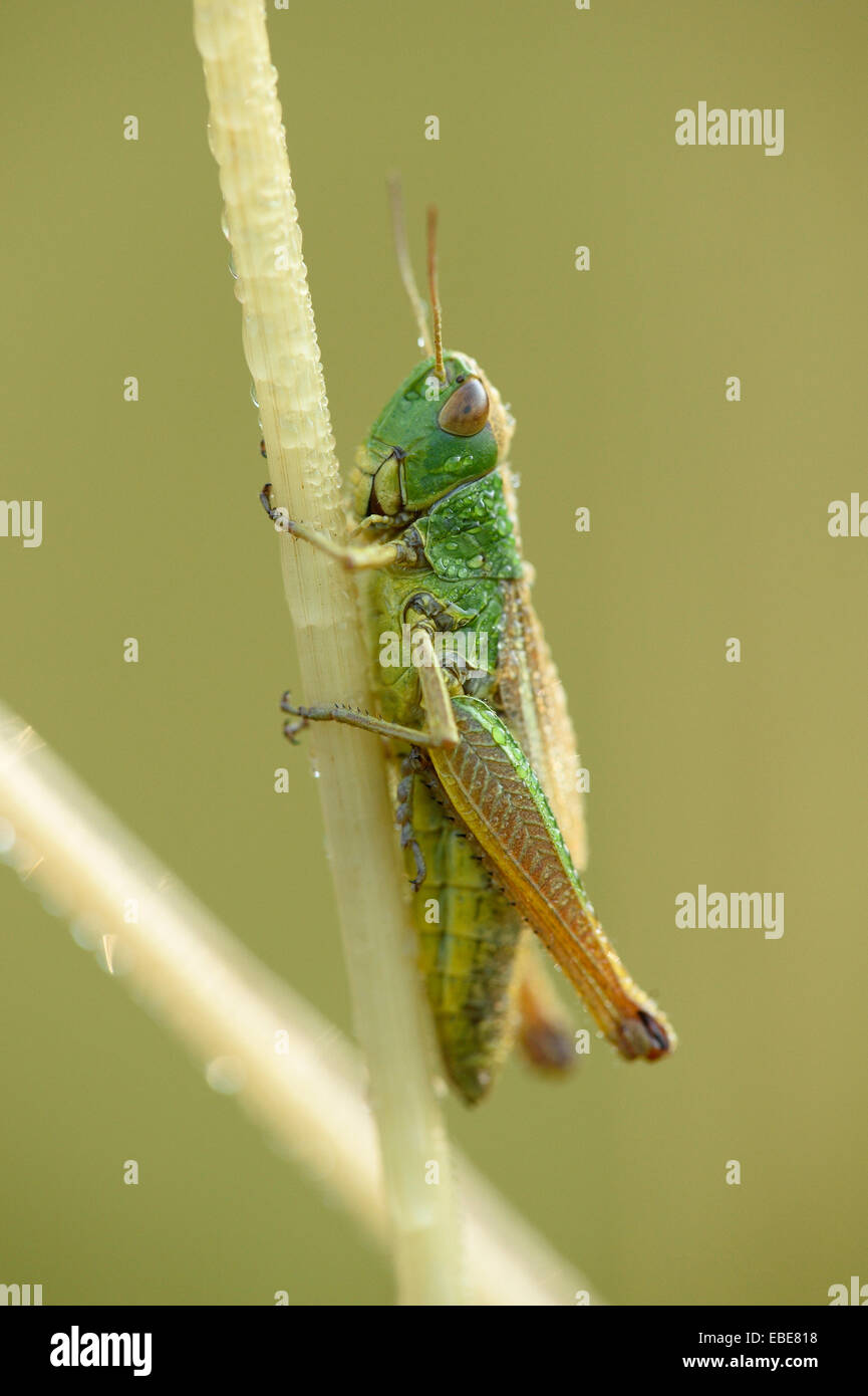 Close-up of Meadow Grasshopper (Chorthippus parallelus) sur tige d'herbe dans le pré au début de l'été, Bavière, Allemagne Banque D'Images