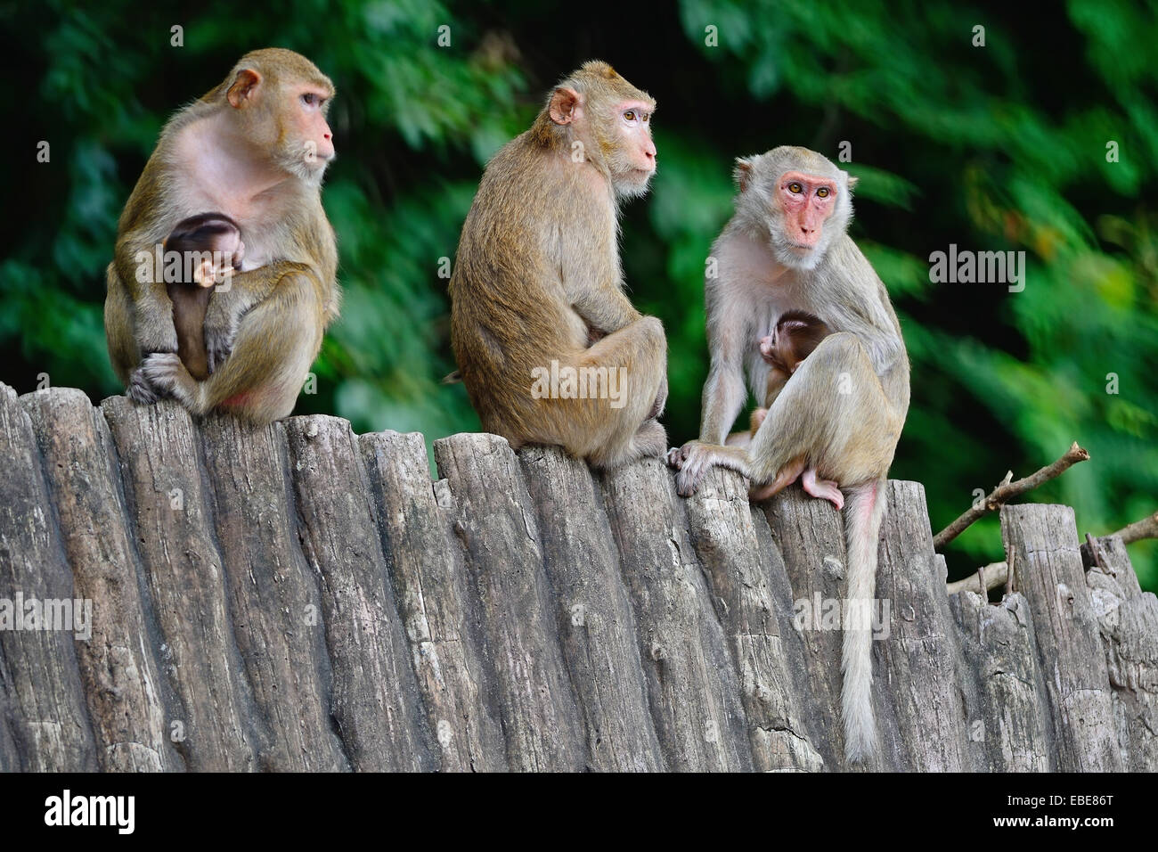 Groupe de famille de singe, assis sur le toit en bois Banque D'Images Groupe de famille de singe, assis sur le toit en bois Banque D'Images